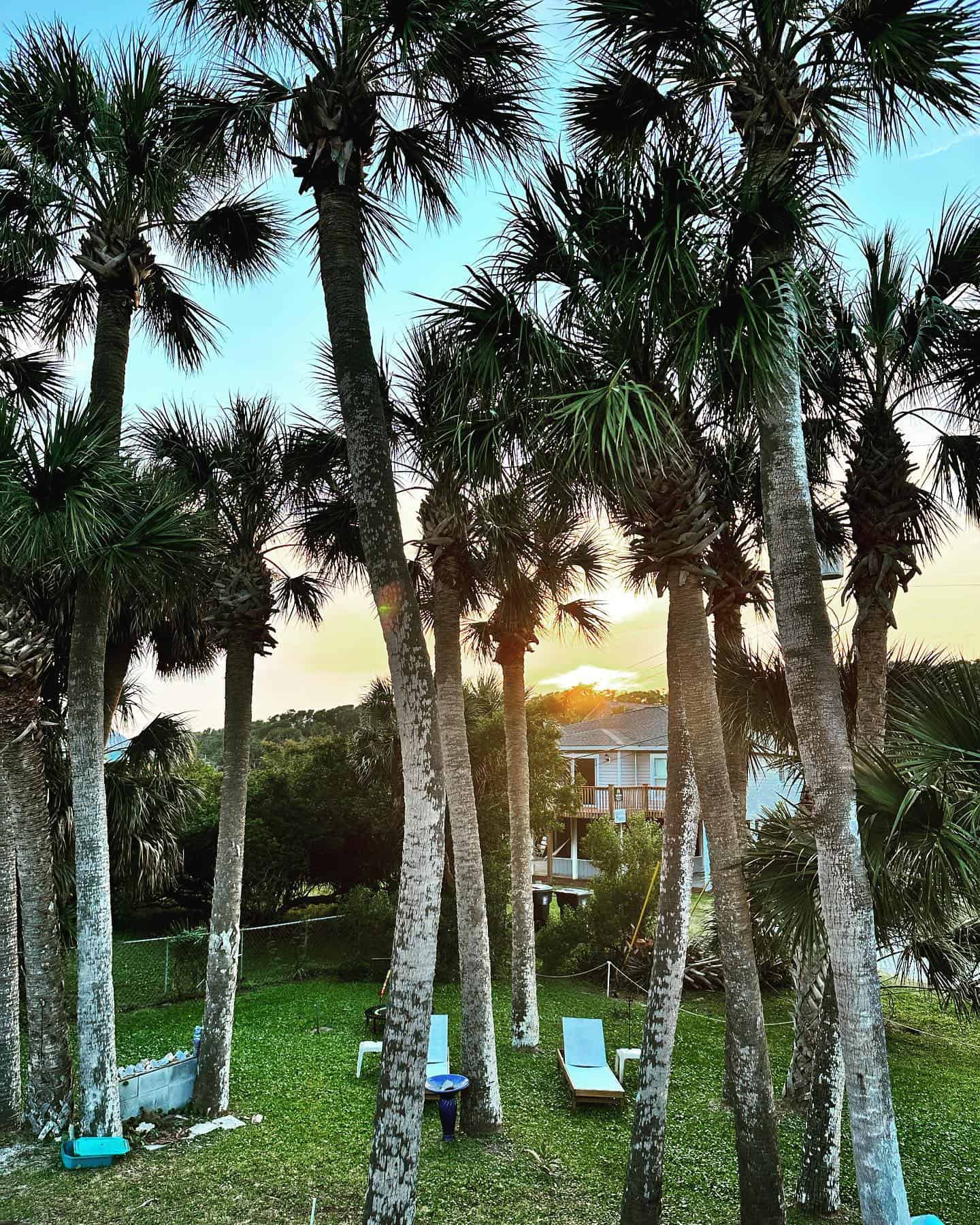 Tall palm trees in a sunny backyard with lounge chairs and a house in the background at sunset