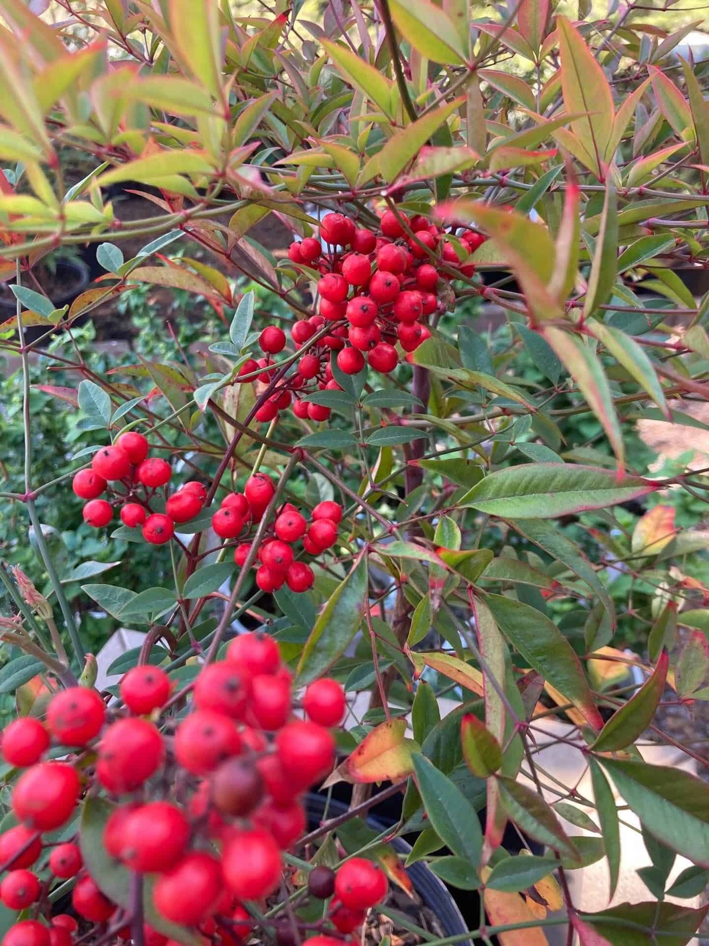 Cluster of bright red berries on a delicate, leafy shrub with green and reddish leaves.