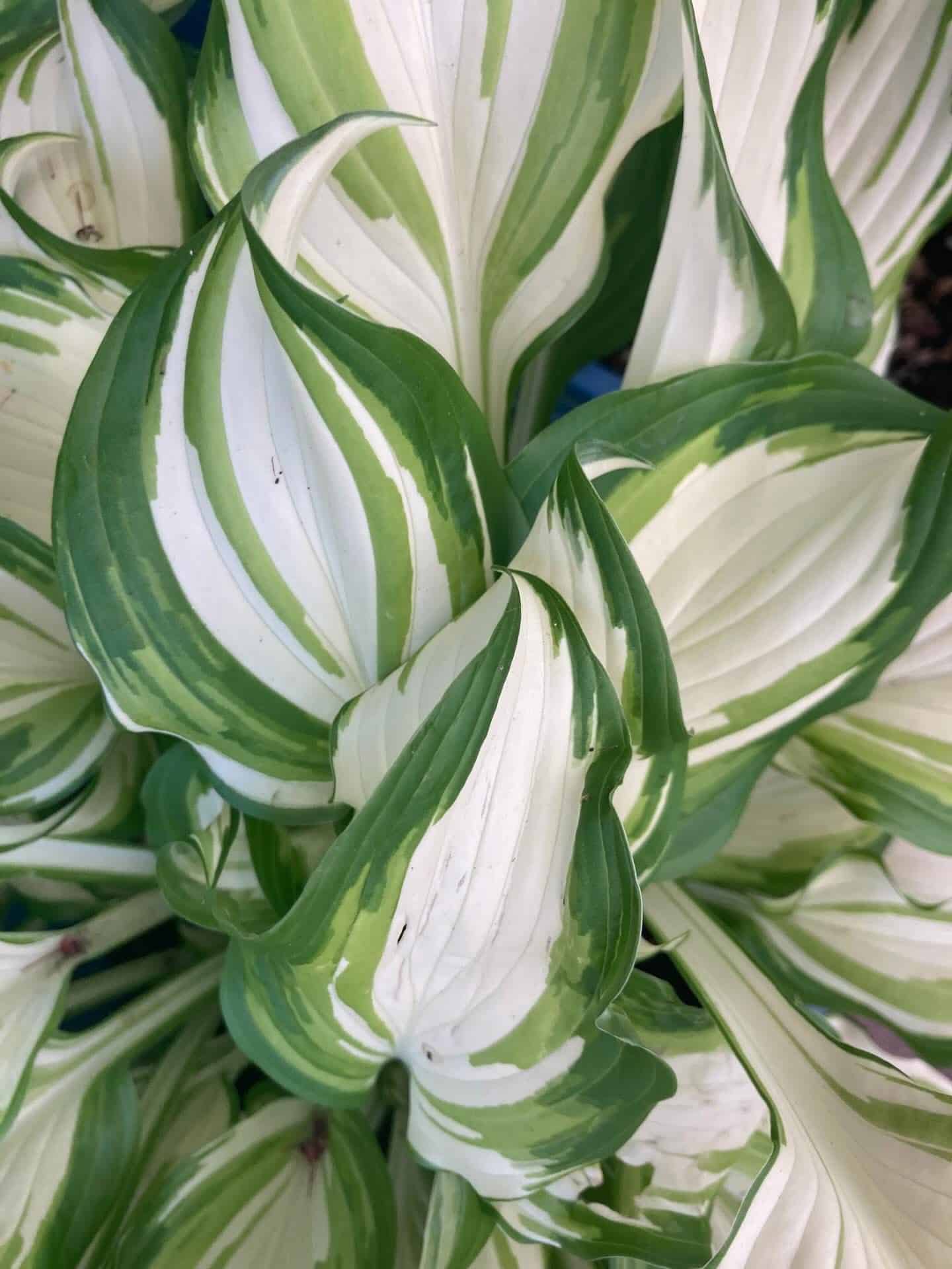 Close-up of variegated green and white leaves from a decorative houseplant.