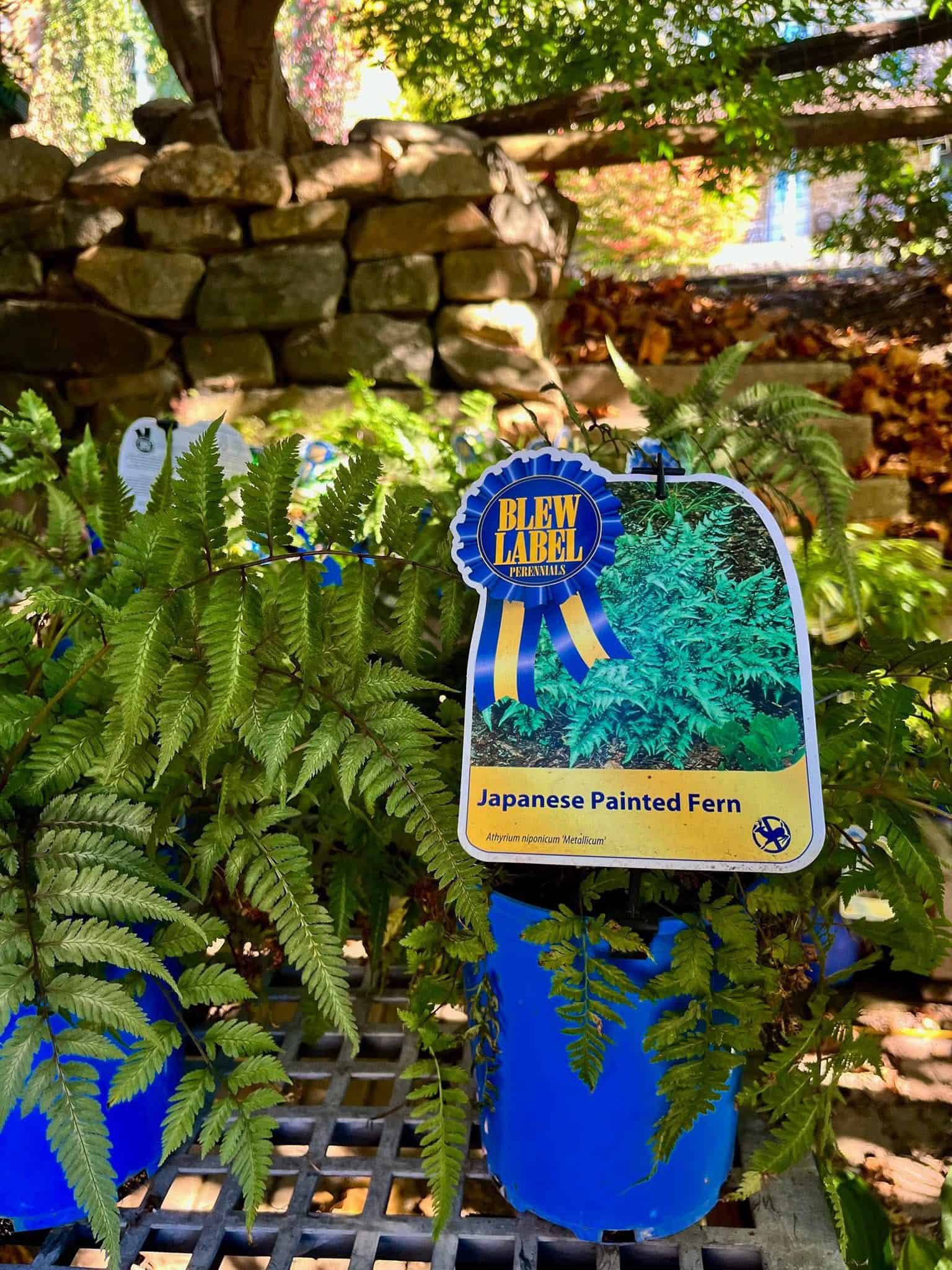 Fern in a bright blue pot with an award ribbon and plant label in a sunny garden, a stacked stone wall in the background.