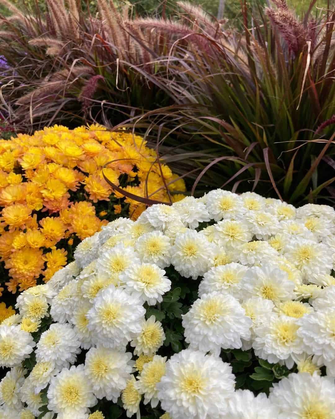 Clusters of white chrysanthemums with pale yellow centers in a garden bed, with yellow blooms behind and ornamental grasses in the background