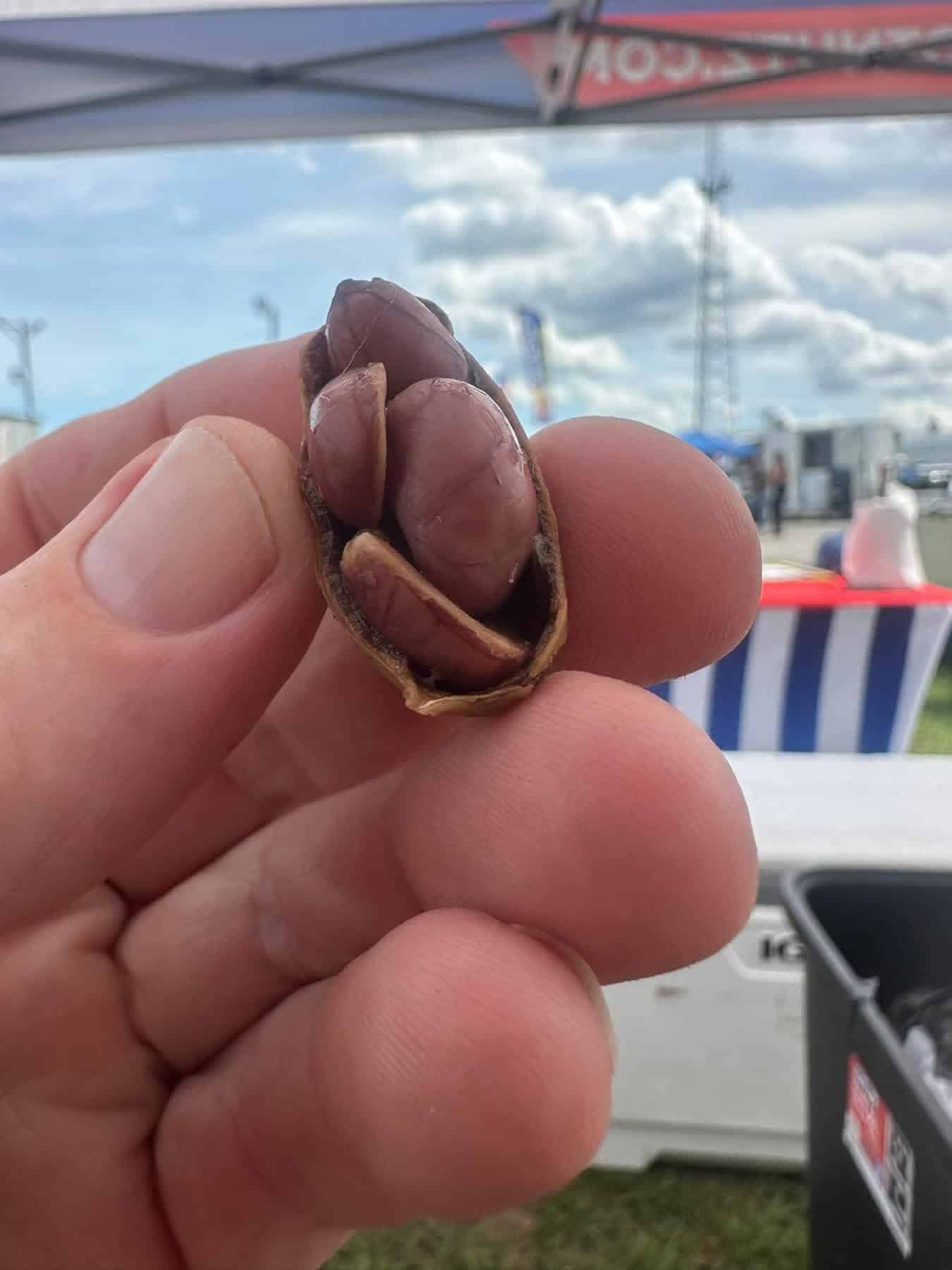 Close-up of fingers holding a cracked peanut shell with two peanuts inside, outdoors at a fair.